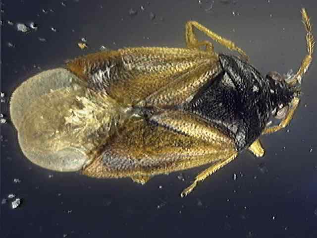 Orius minutus